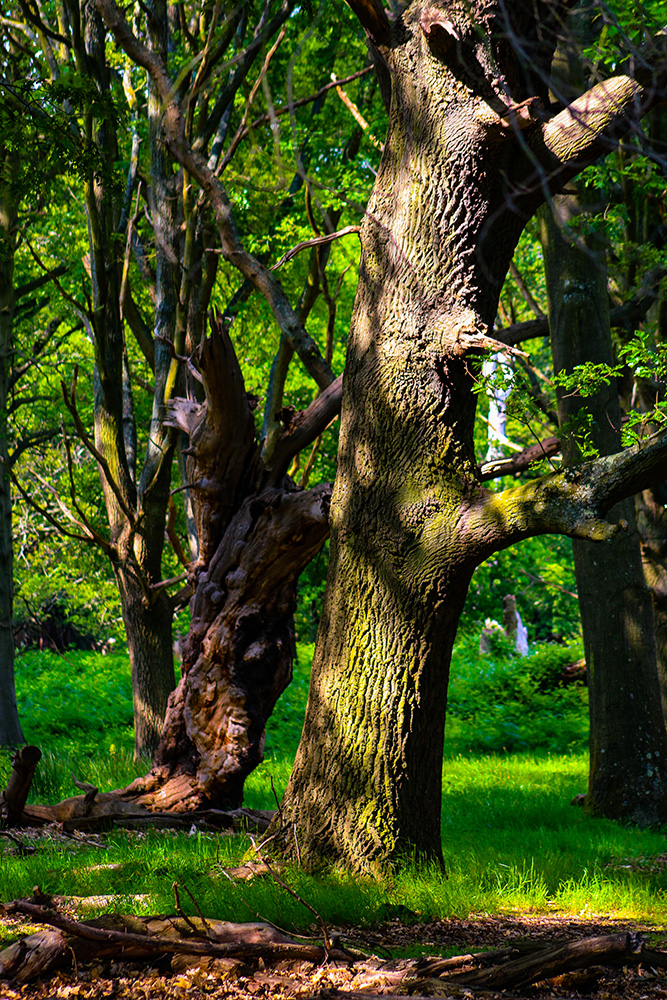 The Richmond Park tree