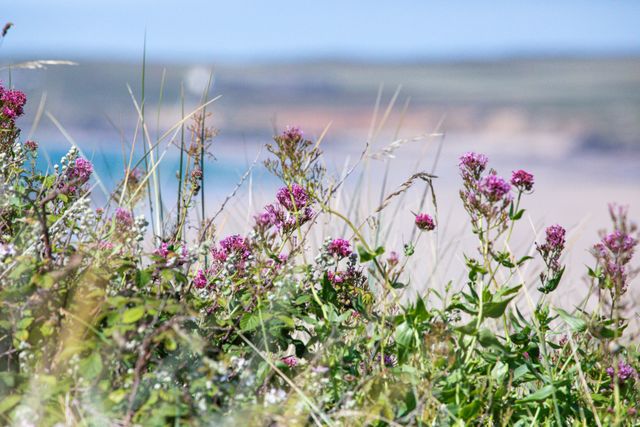 A Coastal Escape